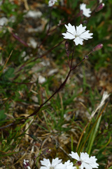 Heliosperma alpestre