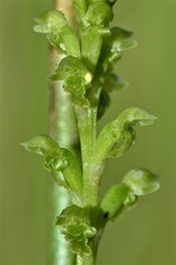 Microtis rara