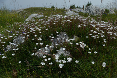 Heliosperma alpestre