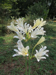 Lycoris longituba