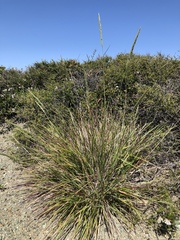 Calamagrostis ophitidis