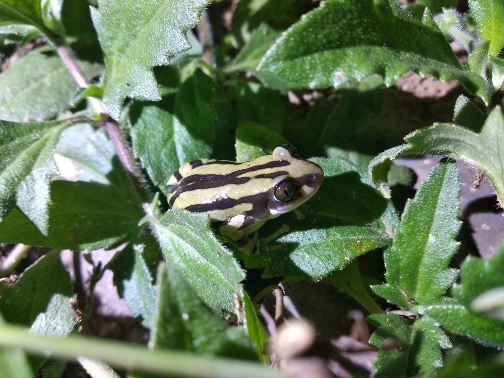Large Running Frog