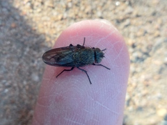 Polleniidae