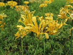 Lycoris chinensis