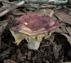 Russula purpureoflava
