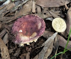 Russula purpureoflava