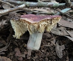 Russula purpureoflava