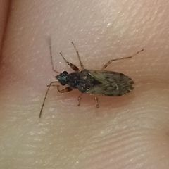 Lygaeoidea