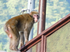 Macaca fuscata
