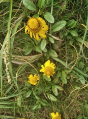 Acmella decumbens