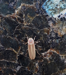 Photinus signaticollis