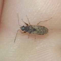 Lygaeoidea