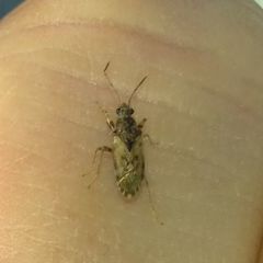 Lygaeoidea