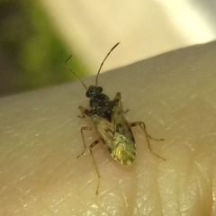 Lygaeoidea