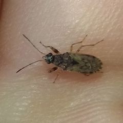Lygaeoidea