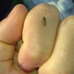 Lygaeoidea