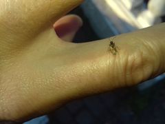 Lygaeoidea
