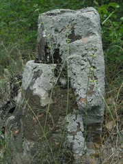 Stachys angustifolia