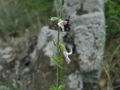 Stachys angustifolia