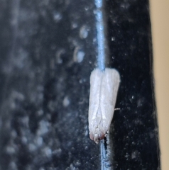 Phycitinae