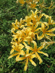 Lycoris chinensis