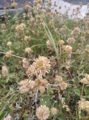 Gomphrena perennis