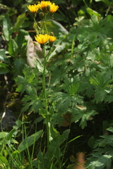 Crepis lyrata