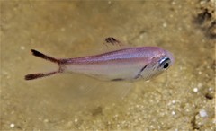 Optivus agastos