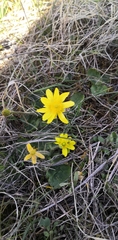 Ranunculus bullatus