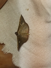 Thyridoidea
