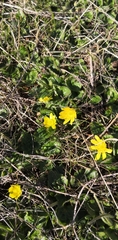 Ranunculus bullatus