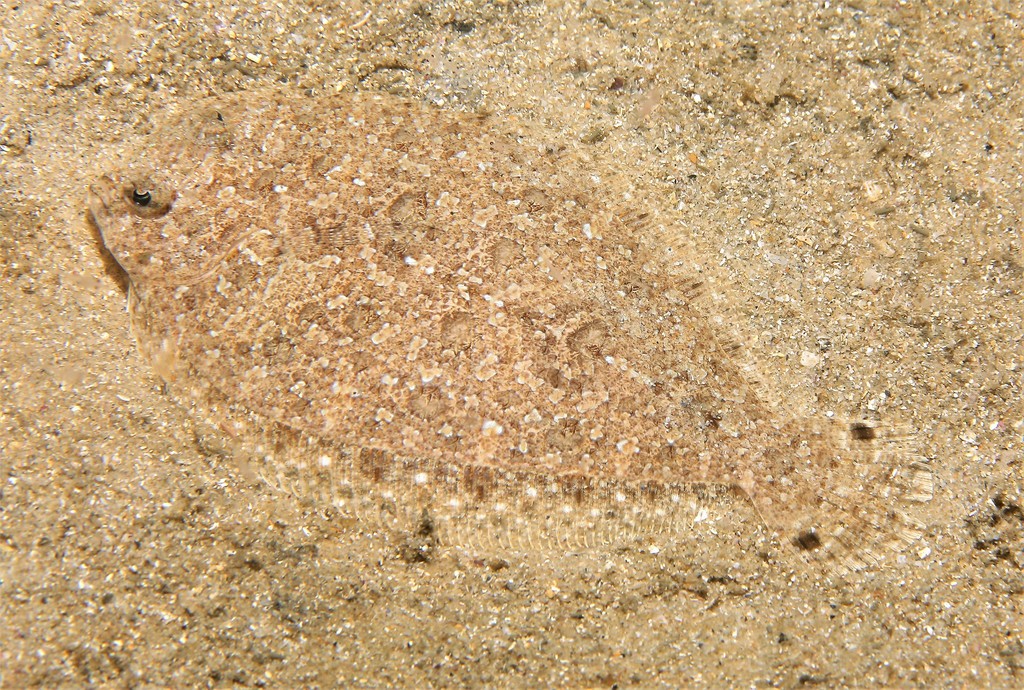 Spottail Wideeye Flounder (Fishes of Chowder Bay, Sydney, Australia