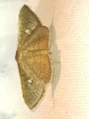 Thyridoidea