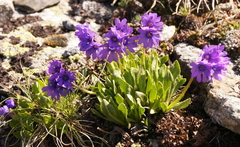 Primula glutinosa