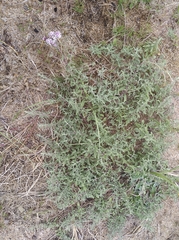 Stevia satureiifolia