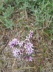 Stevia satureiifolia