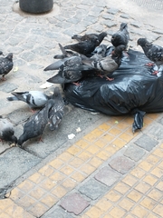 Columba livia