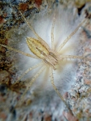 Paracleocnemis