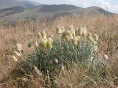 Astragalus lagopoides