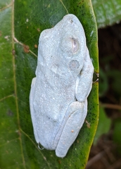Boana xerophylla