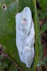 Boana xerophylla