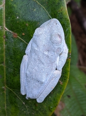 Boana xerophylla