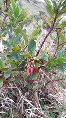 Vaccinium cylindraceum