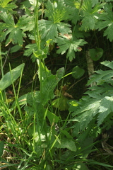Crepis lyrata