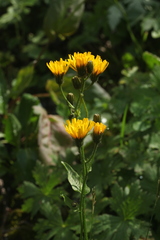 Crepis lyrata