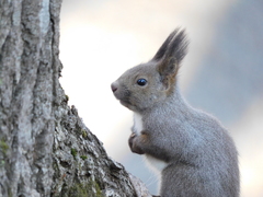 Sciurus vulgaris orientis