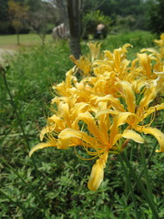 Lycoris chinensis