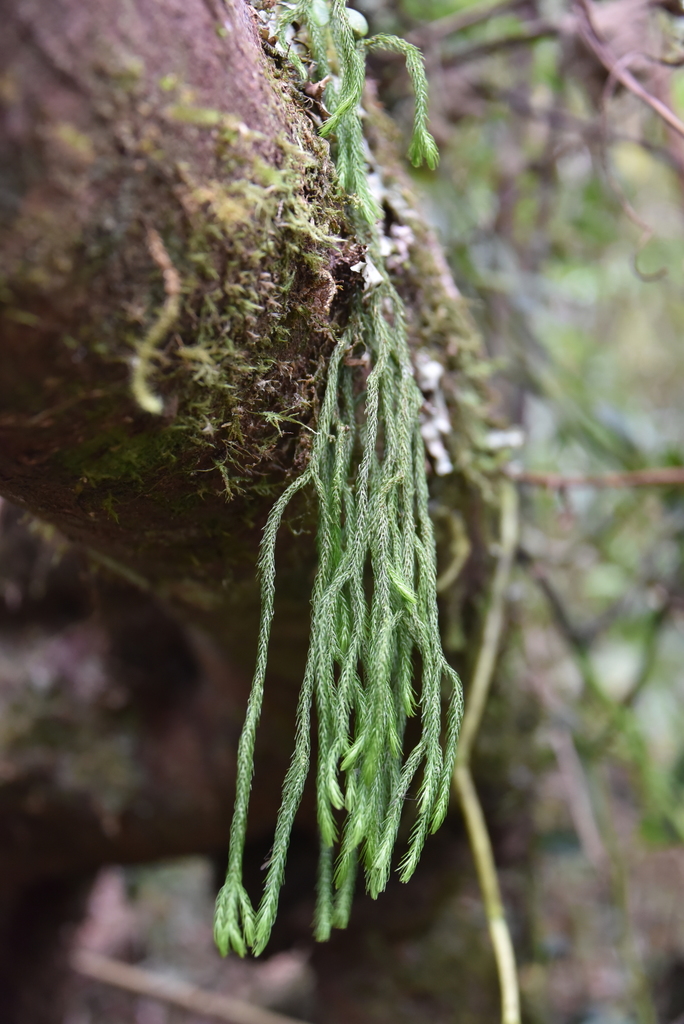 Phlegmariurus verticillatus