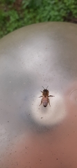 Apis mellifera