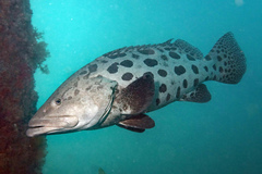 Epinephelus tukula